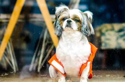 Close-up portrait of dog