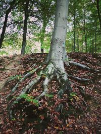 Low angle view of tree roots in forest