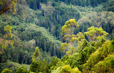 Pine trees in forest