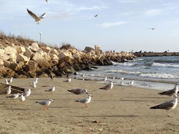 Seagulls on beach