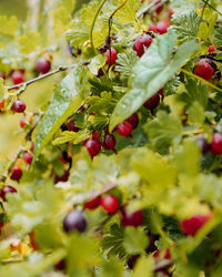 Close-up of red berries growing on tree
