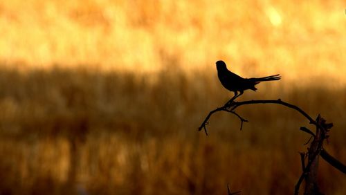 Silhouette bird perching on tree