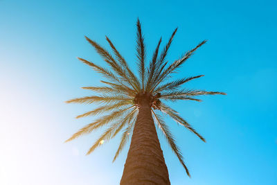 palm tree