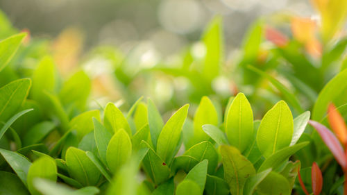 Blurry leaf background, red young leaves and buds of australian brush cherry plant in garden 
