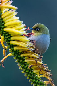 Close-up of bird perching on flowers