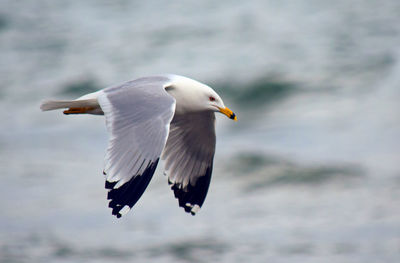 Seagull flying over sea