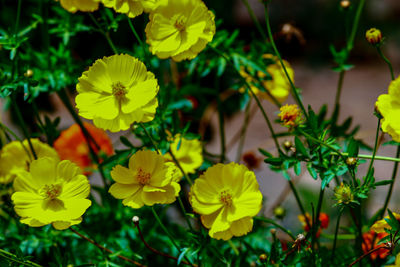 Close-up of yellow flowering plants