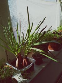 Close-up of plants in water