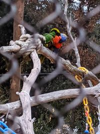 Close-up of bird on branch