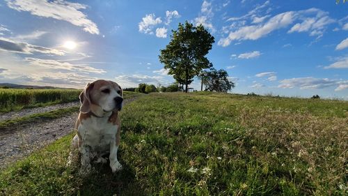 Dog looking away on field