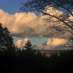 Silhouette trees against sky during sunset