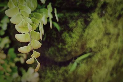 Close-up of flowering plant