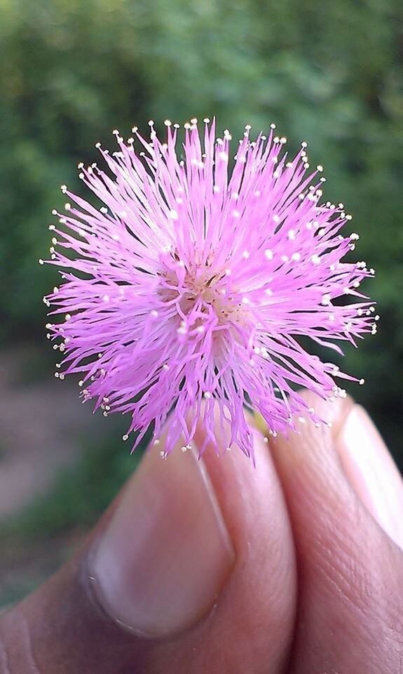 CLOSE-UP OF PERSON HOLDING FLOWER