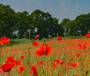 Close-up of red poppy flowers growing on field