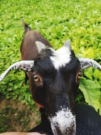 Close-up portrait of a horse on field