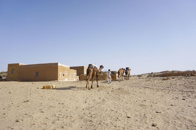 Horses in desert against clear sky