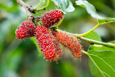 Close-up of strawberry growing on plant