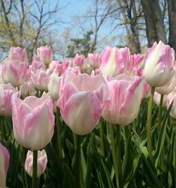 Close-up of fresh pink flowers against sky