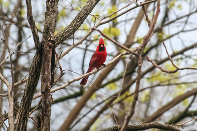 Low angle view of bird perching on branch