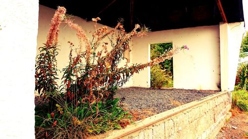 Plants growing on wall of abandoned building