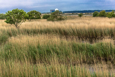 Scenic view of grassy field against sky