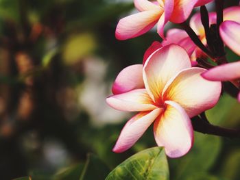 Close-up of pink flowering plant