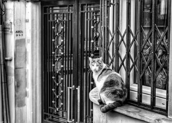 Portrait of cat