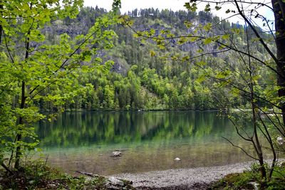 Scenic view of lake in forest