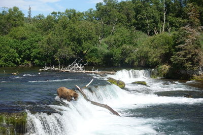 Scenic view of waterfall in forest