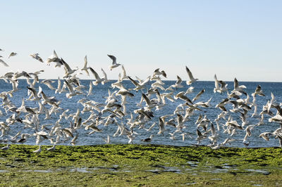 large group of animals