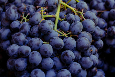 Bunches of fresh blue grapes