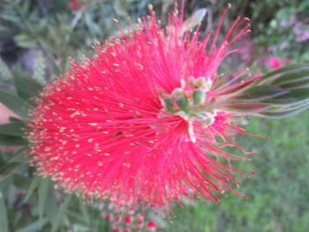 Close-up of pink flower