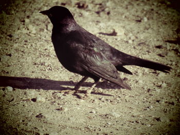 Close-up of bird perching on ground