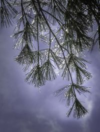 Low angle view of branches with needles against sky