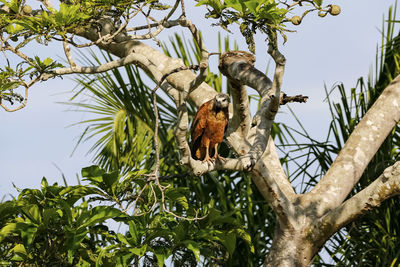 Low angle view of bird perching on tree