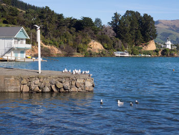 Swans swimming in sea against sky