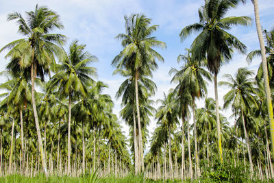 Coconut plantation