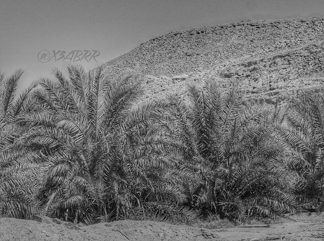 sand, tranquility, nature, tranquil scene, landscape, beauty in nature, beach, day, plant, growth, scenics, desert, clear sky, outdoors, sky, mountain, tree, no people, non-urban scene, remote