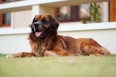 Portrait of dog lying down at home