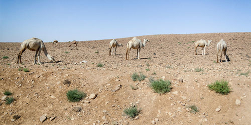 Sheep grazing in a field