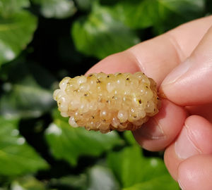 Close-up of hand holding leaf