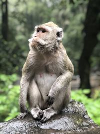 Monkey sitting on rock