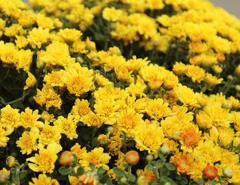 Close-up of yellow flowers