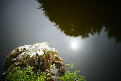 Reflection of trees in lake