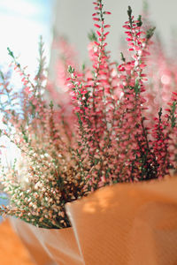 Close-up view of pink calluna vulgaris or common heather. a flower in a pot wrapped in craft paper 