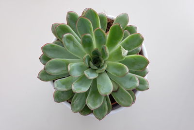 High angle view of succulent plant against white background