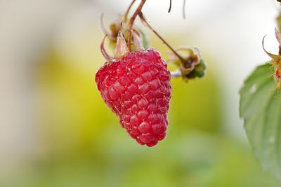 Close-up of strawberry growing on plant