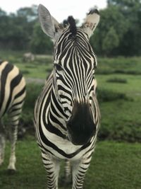 Zebra on field