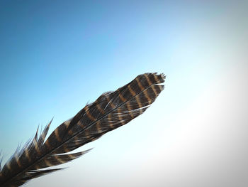 Low angle view of feather against clear sky
