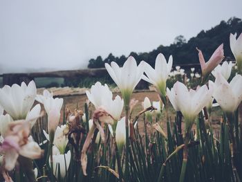 Close-up of white flowers blooming in field